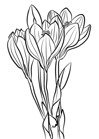 Showy Autumn Crocus Coloring Page